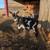 Nigerian Dwarf Dairy Goats 2 thumbnail