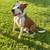 Beautiful Brown & White American Staffordshire Terrier 1 thumbnail