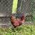 Red Cross Hens (Pullets)- 3 remaining 3 thumbnail