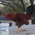 Rooster 2 thumbnail