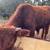 Limousine Bull 5 thumbnail