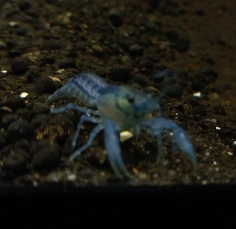 Dwarf Blue Crayfish (Norton Shores)63910107246083120