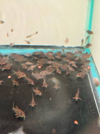 Sterbia cory fish 1