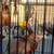 3 Parakeet birds $70 2 thumbnail