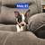 Boston Terriers 2 thumbnail