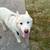 Full Breed Siberian Husky 1 thumbnail