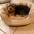 Yorkie . 3 thumbnail
