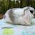 Holland lops 7 thumbnail