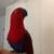 Female eclectus 4 thumbnail
