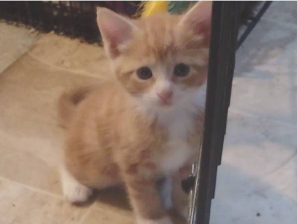 Kittens manx (Livermore)603011485039994882