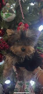 Lovely cuddleable  great Christmas gift 1