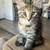Sweet Tortoiseshell-Tabby Kitten 3 thumbnail