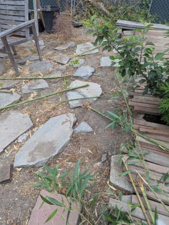 beautiful bamboo short with root - $3 (oakland piedmont / montclair)63471439032833121