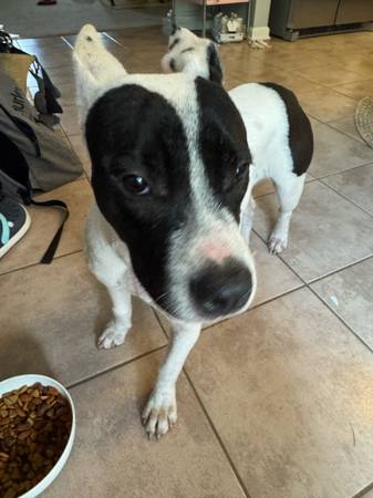 Female frenchie/terrier mix (New Brockton)63951475374211124