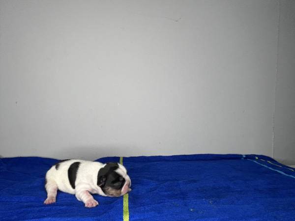 Cachorros de Bulldog Francés (Rosedale)64051582293506122