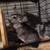Chinchillas 1 thumbnail