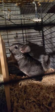 Chinchillas 1