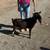 Registered Nigerian Dwarf Goat - Buck 1 thumbnail
