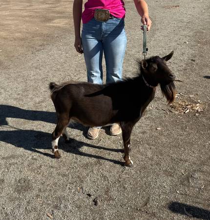 Registered Nigerian Dwarf Goat - Buck 1