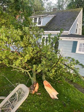 Tree clean up , pruning, small to medium tree removal 1
