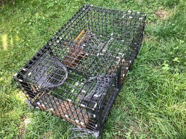 Lobster traps 1