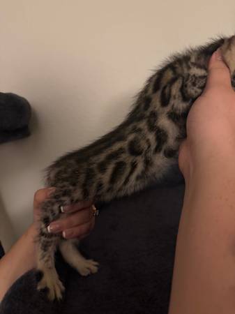 Bengal (san jose south)63696489571459122