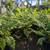 Australian Tree Fern 20 thumbnail