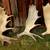 Moose shed antler deer skull bull rack european mount taxidermy 8 thumbnail