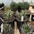 Agave Plants - multiple varieties 2 thumbnail