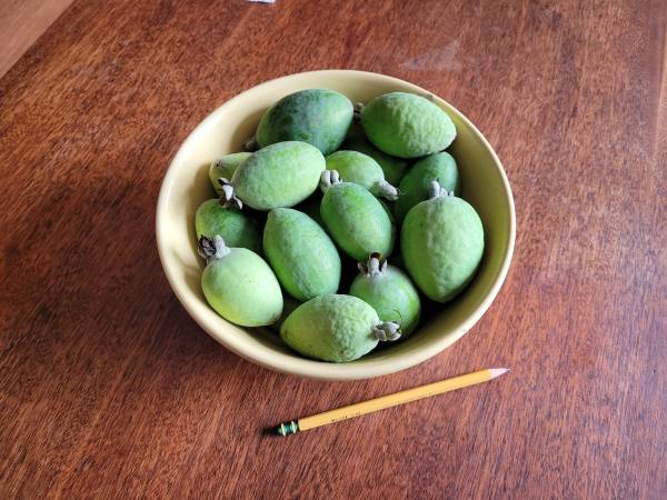 Pineapple Guavas Feijoas Organic $3 per lb. 1