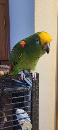 Yellow Crowned Amazon Parrot (Federal Way)556768574435512326