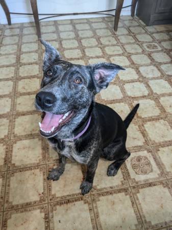 Shepherd pitbull mix (Phoenix)63905906498179121