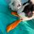 boy guinea pigs 3 thumbnail