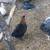Young roosters 4 thumbnail