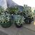 A tray of ghost plant succulents in 6 cute mini ceramic pots 2 thumbnail