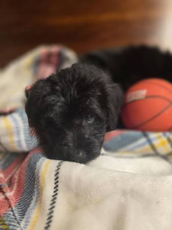 Aussiedoodle 1