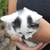 8 wk old kittens 5 thumbnail