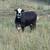 200 Bred cows 1 thumbnail