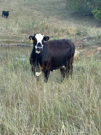200 Bred cows 1