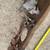 Wooden rat rod dash with some guages and ignition switch 36" wide 3 thumbnail