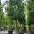 Trees for sale 9 thumbnail