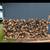 Firewood 2 thumbnail