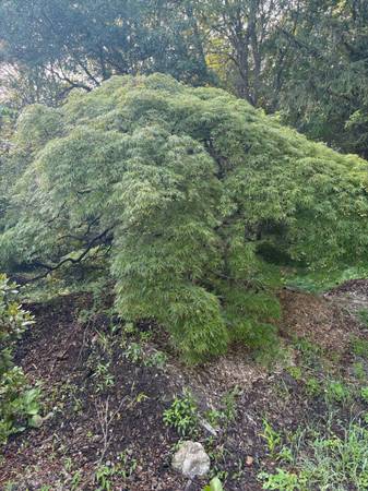 Magnificent Japanese Cut Leaf Maple Tree - 50 years old wonderful spec 1