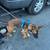 Belgian Malinois 4 thumbnail
