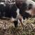 Registered Kune Kune 1 thumbnail