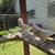 Black tail pigeons 2 thumbnail