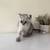 British shorthair female - kitten 3 thumbnail