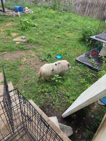 Pig 1