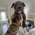 American Bully Puppies 11 thumbnail