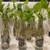 Lot of 12 Devils Ivy Golden Pothos Plants 12 Bottles Dozen 5 thumbnail